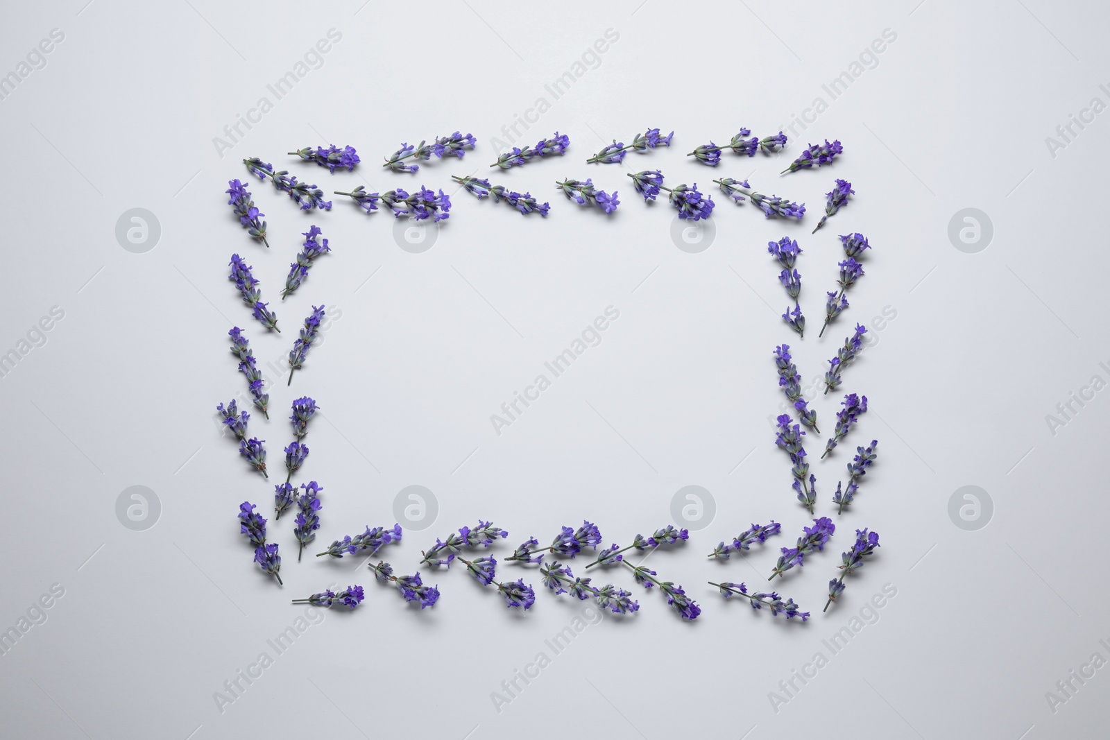 Photo of Frame of beautiful aromatic lavender flowers on white background, flat lay. Space for text