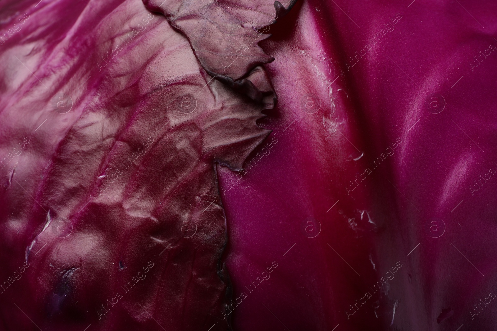 Photo of Fresh ripe red cabbage as background, closeup