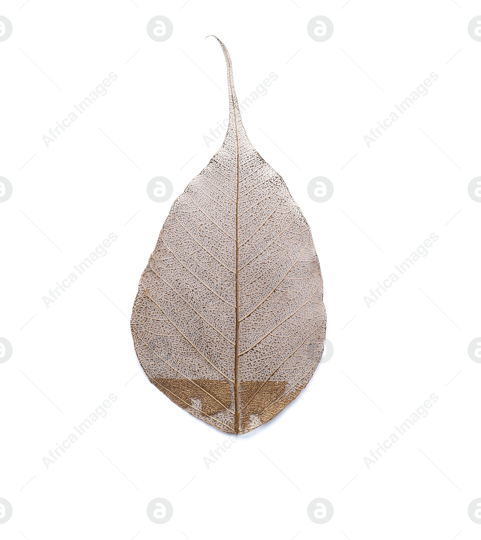 Photo of Beautiful decorative skeleton leaf on white background