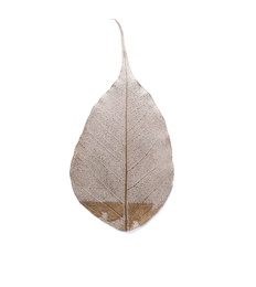 Beautiful decorative skeleton leaf on white background