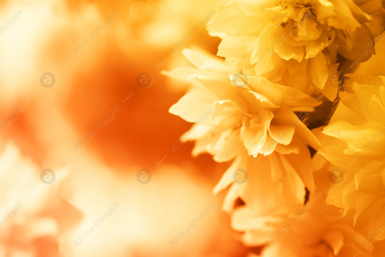 Image of Beautiful blossom on blurred background, closeup. Toned in orange