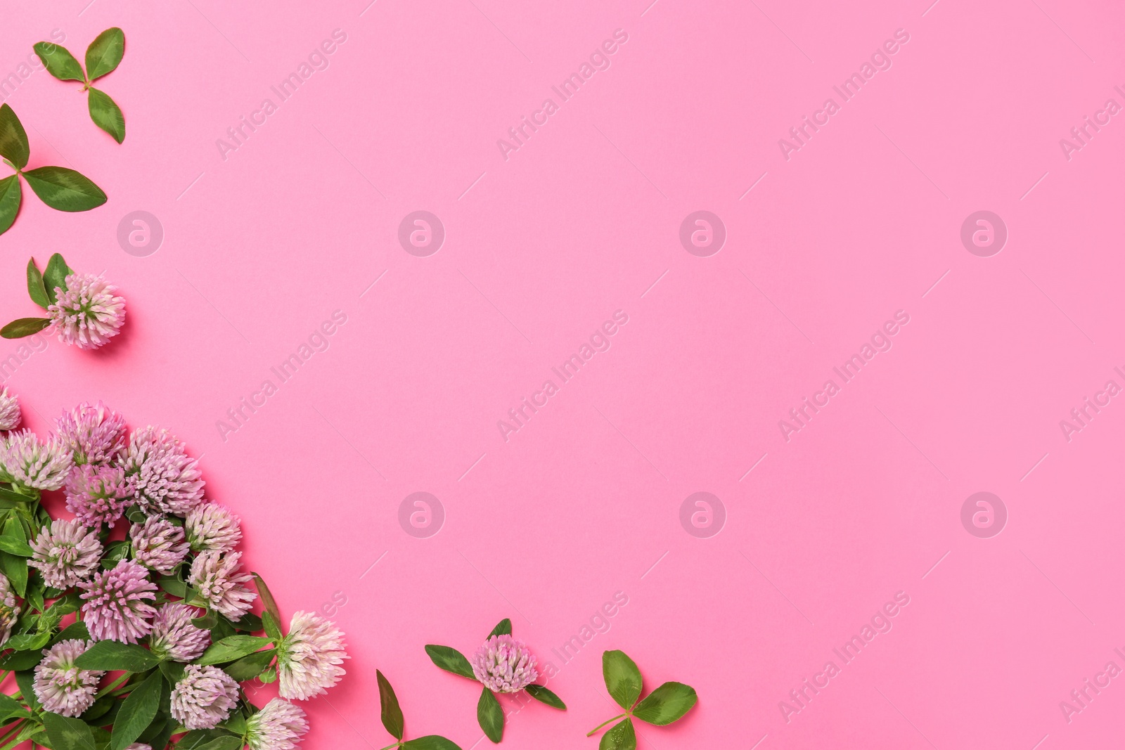 Photo of Beautiful clover flowers on pink background, flat lay. Space for text