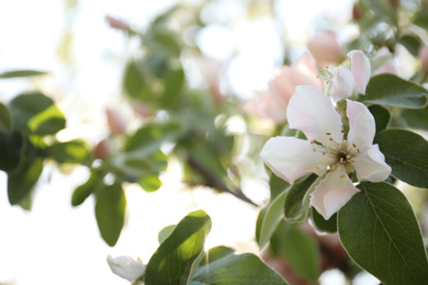 Photo of Closeup view of beautiful blossoming quince tree outdoors on spring day