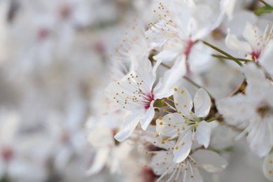 Photo of White blossoms of cherry tree on blurred background, closeup with space for text. Spring season