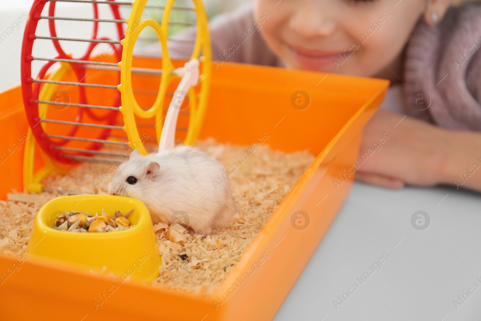 Photo of Little girl playing with cute hamster at home, closeup