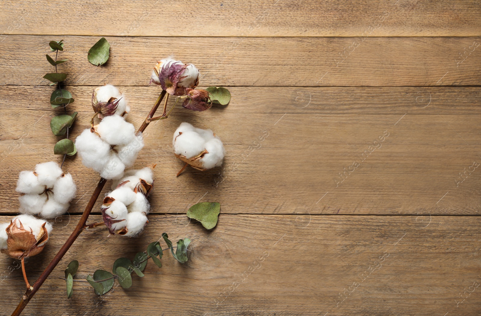 Photo of Dry cotton branch with fluffy flowers and leaves on wooden table, flat lay. Space for text