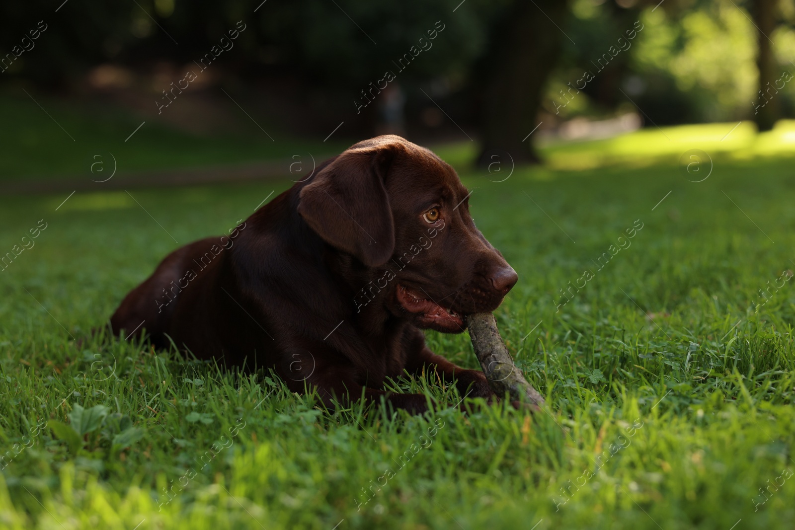 Photo of Adorable Labrador Retriever dog with stick lying on green grass in park