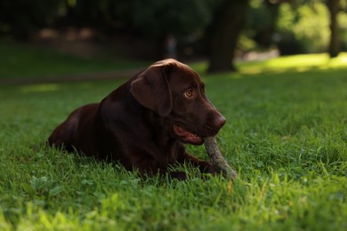 Photo of Adorable Labrador Retriever dog with stick lying on green grass in park