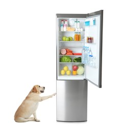 Cute yellow labrador retriever near open refrigerator with many different products on white background