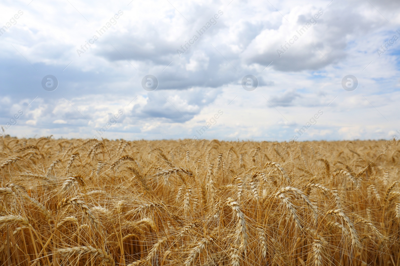 Photo of Beautiful view of agricultural field with ripe wheat spikes