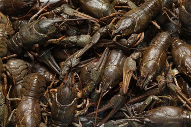 Heap of fresh raw crayfishes as background, top view