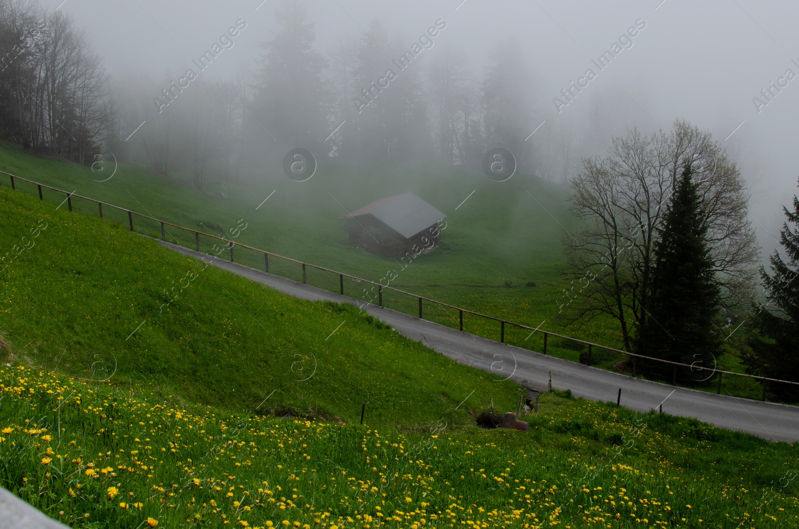 Photo of Picturesque view of valley with plants and trees covered by fog in mountains