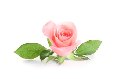 Photo of Beautiful rose on white background