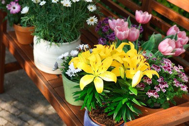 Photo of Many different beautiful blooming plants in flowerpots on wooden bench outdoors