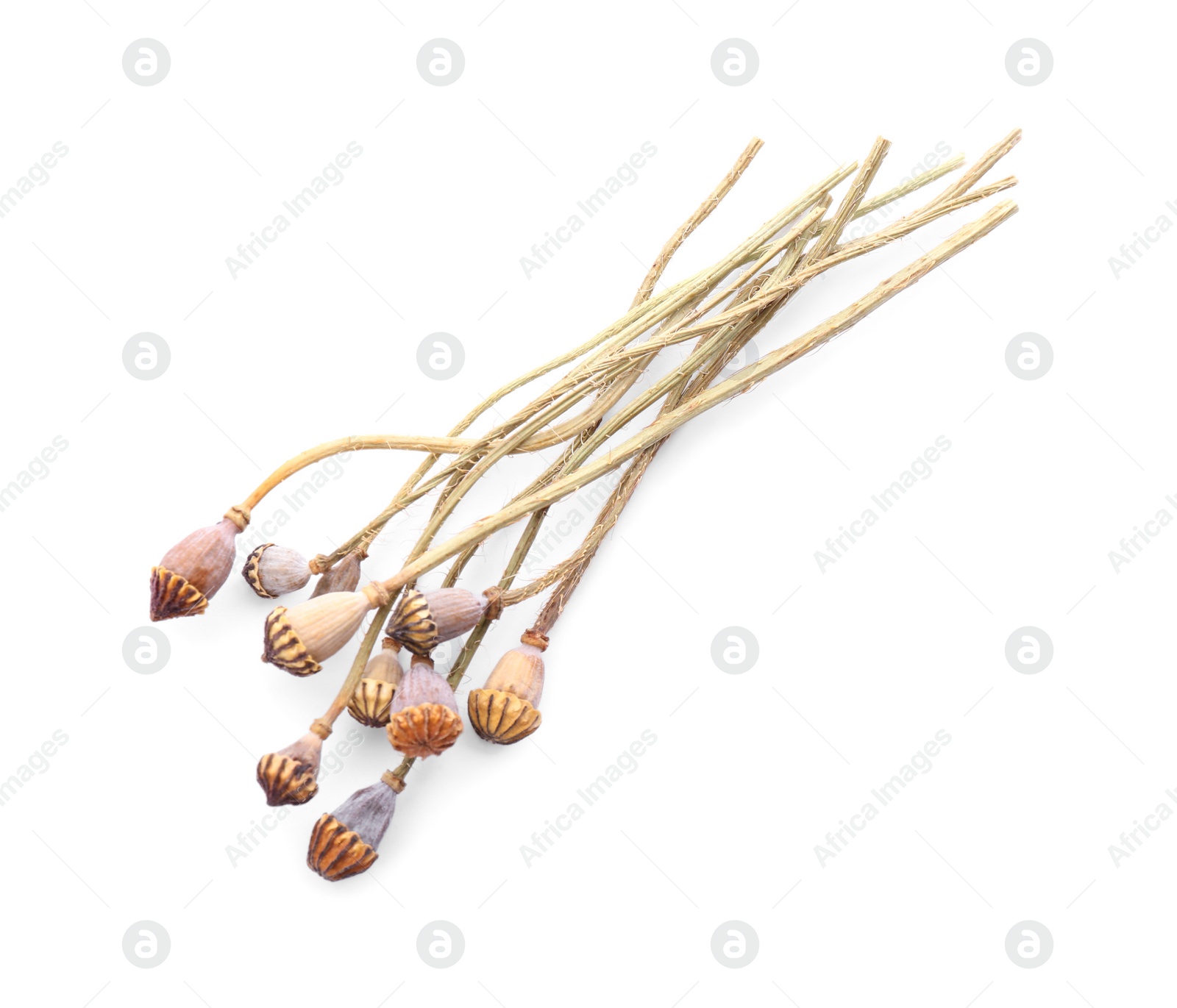 Photo of Dry poppyheads with seeds on white background, top view