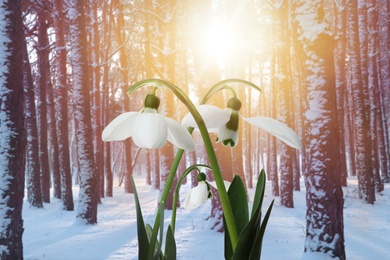 Image of Beautiful tender snowdrops outdoors. First spring flowers