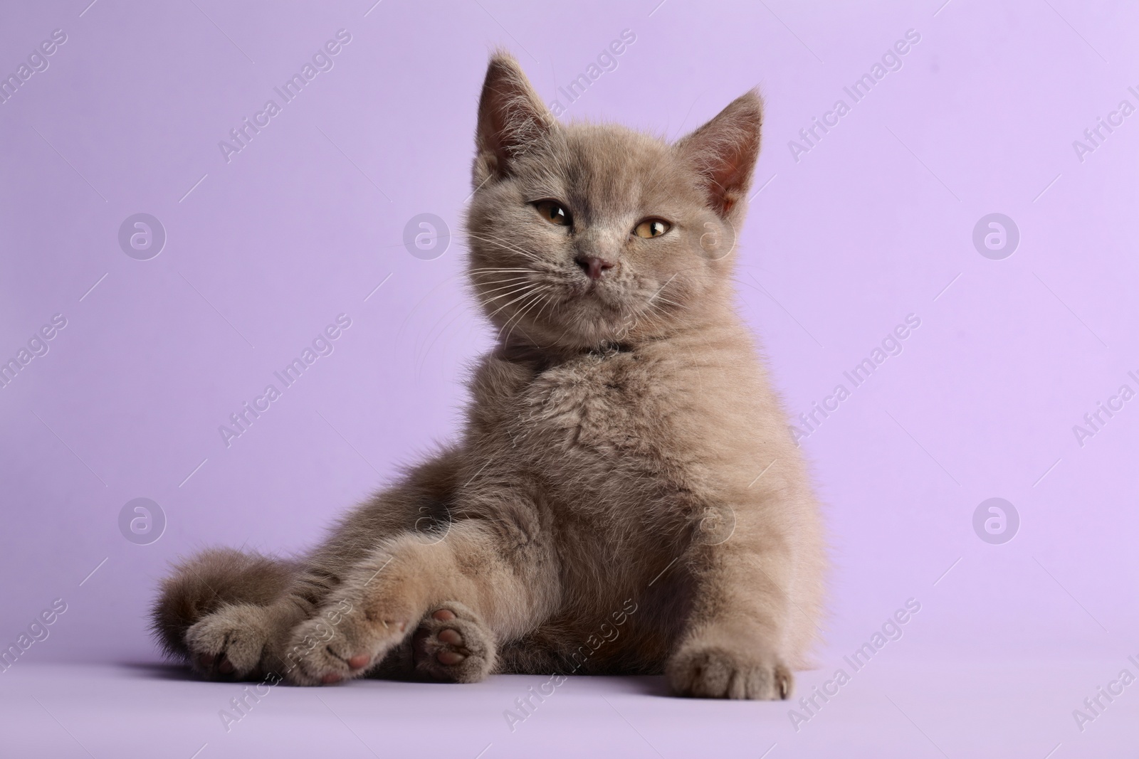 Photo of Scottish straight baby cat on pale violet background