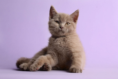 Photo of Scottish straight baby cat on pale violet background