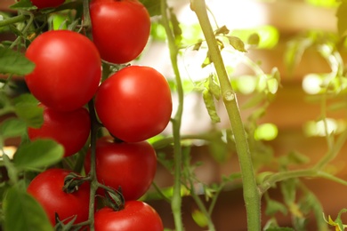 Photo of Tomato plant with ripe fruits on blurred background, closeup