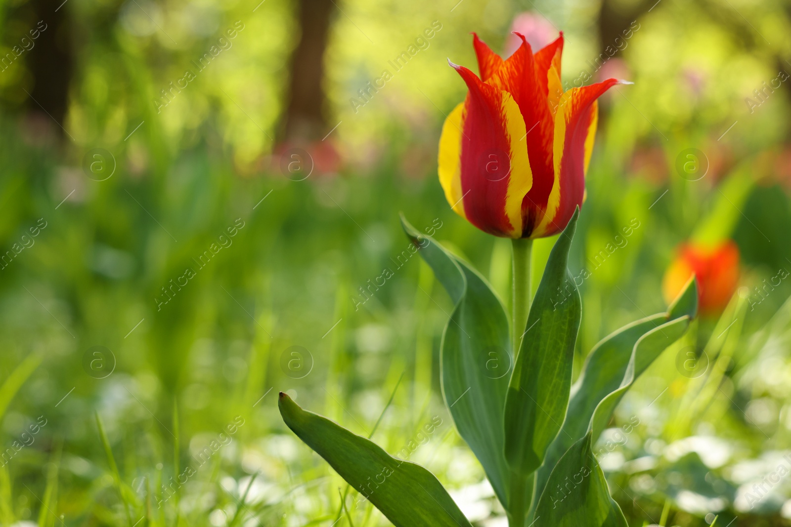 Photo of Beautiful bright tulip growing outdoors on sunny day, closeup. Space for text