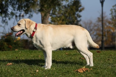 Photo of Yellow Labrador in park on sunny day