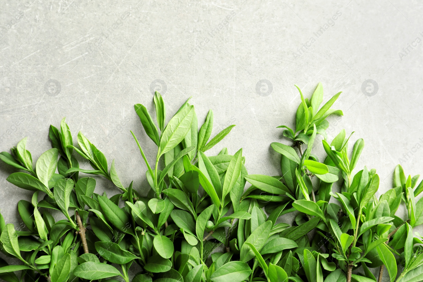 Photo of Twigs with spring green leaves on gray background