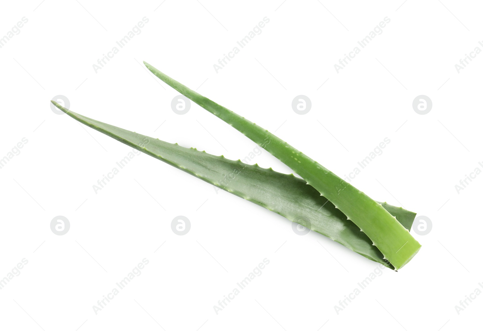 Photo of Green aloe vera leaves isolated on white, top view