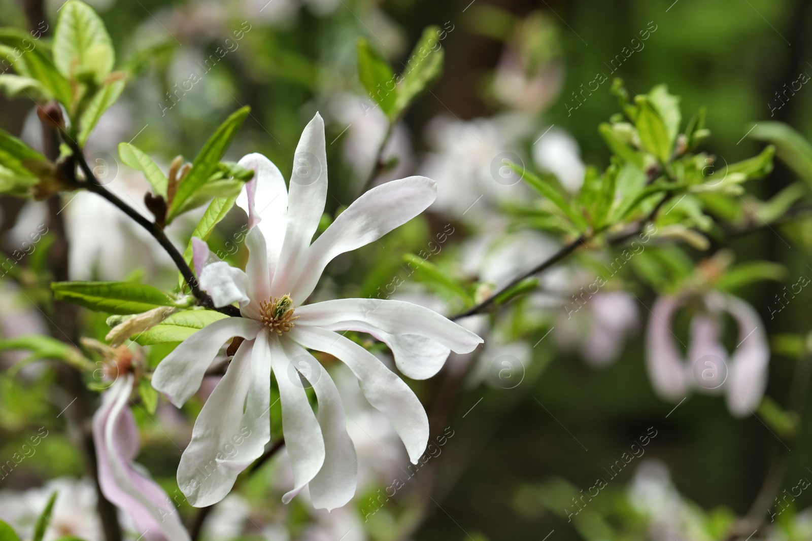 Photo of Magnolia tree with beautiful flower on blurred background, closeup. Space for text