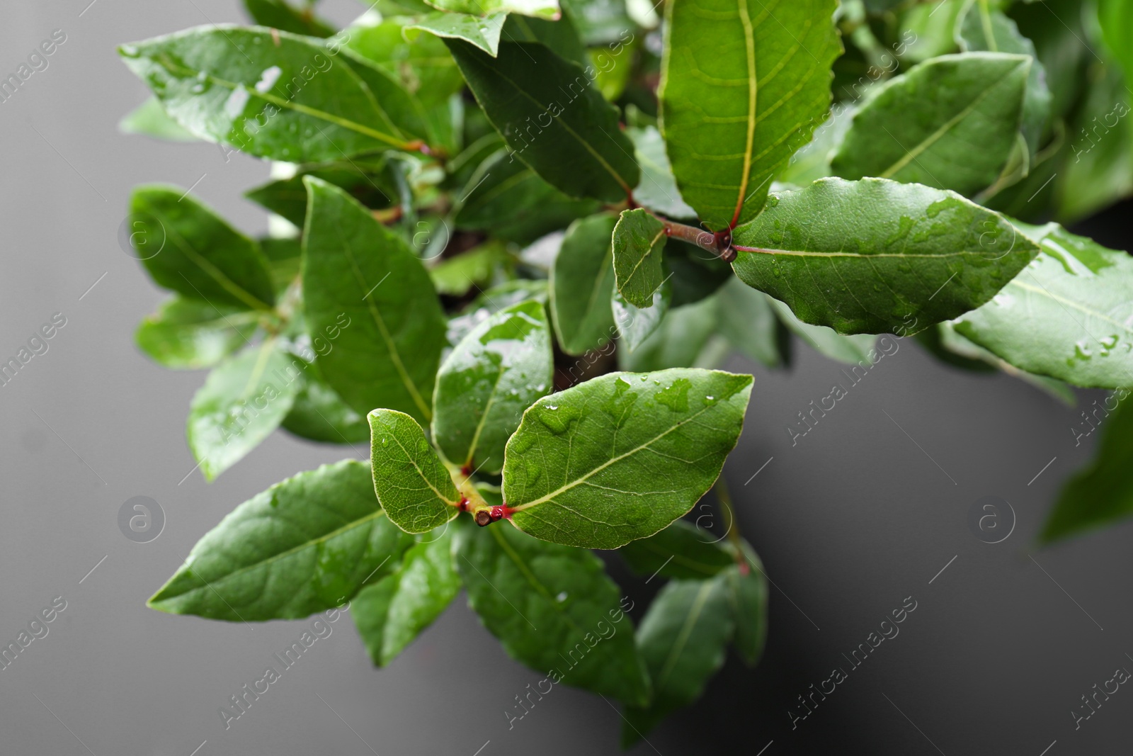 Photo of Bay tree with green leaves growing on grey background, closeup