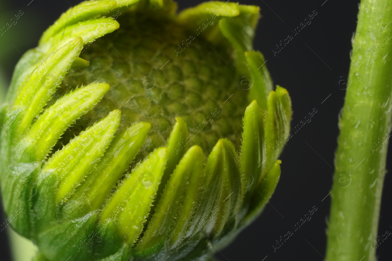 Photo of One beautiful flower against black background, macro