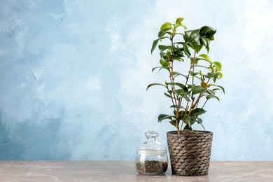 Photo of Glass jar with dry tea and small shrub on table