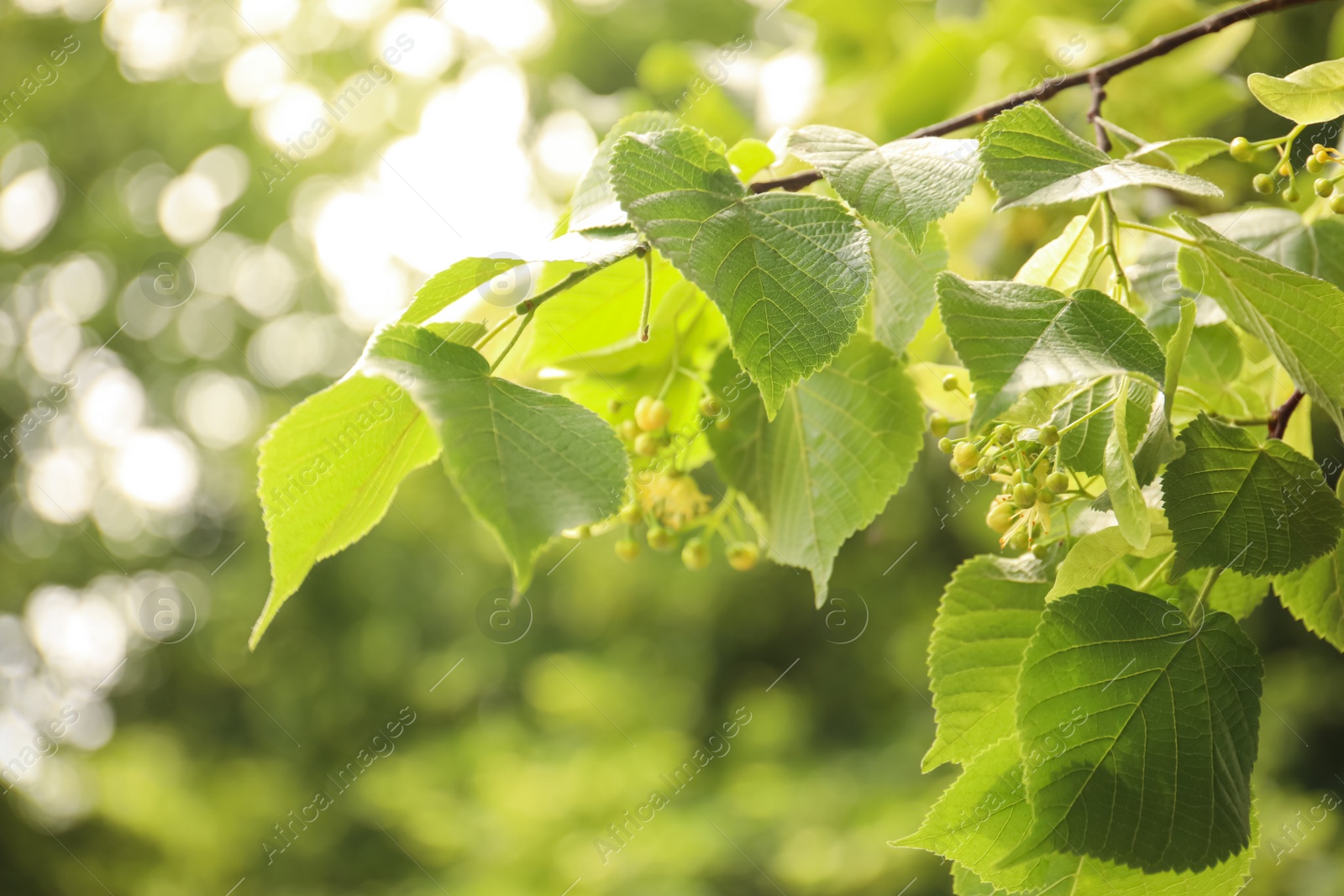 Photo of Closeup view of linden tree with fresh young green leaves and blossom outdoors on spring day