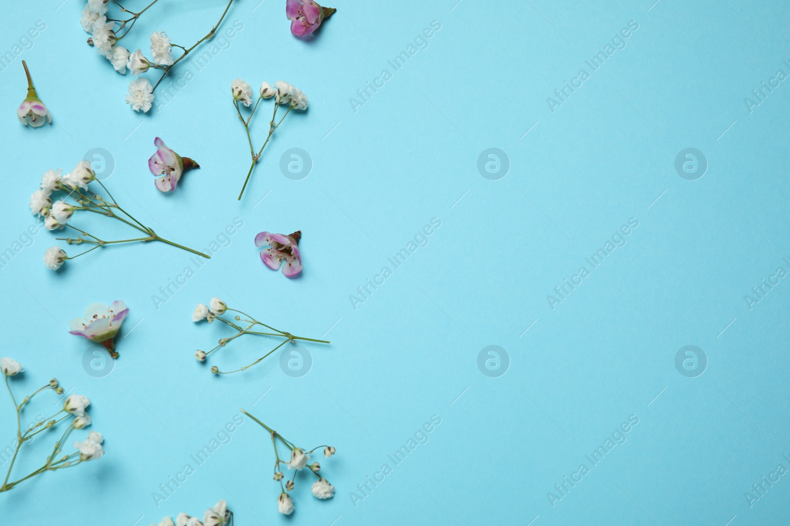 Photo of Floral composition with beautiful flowers on light blue background, flat lay. Space for text