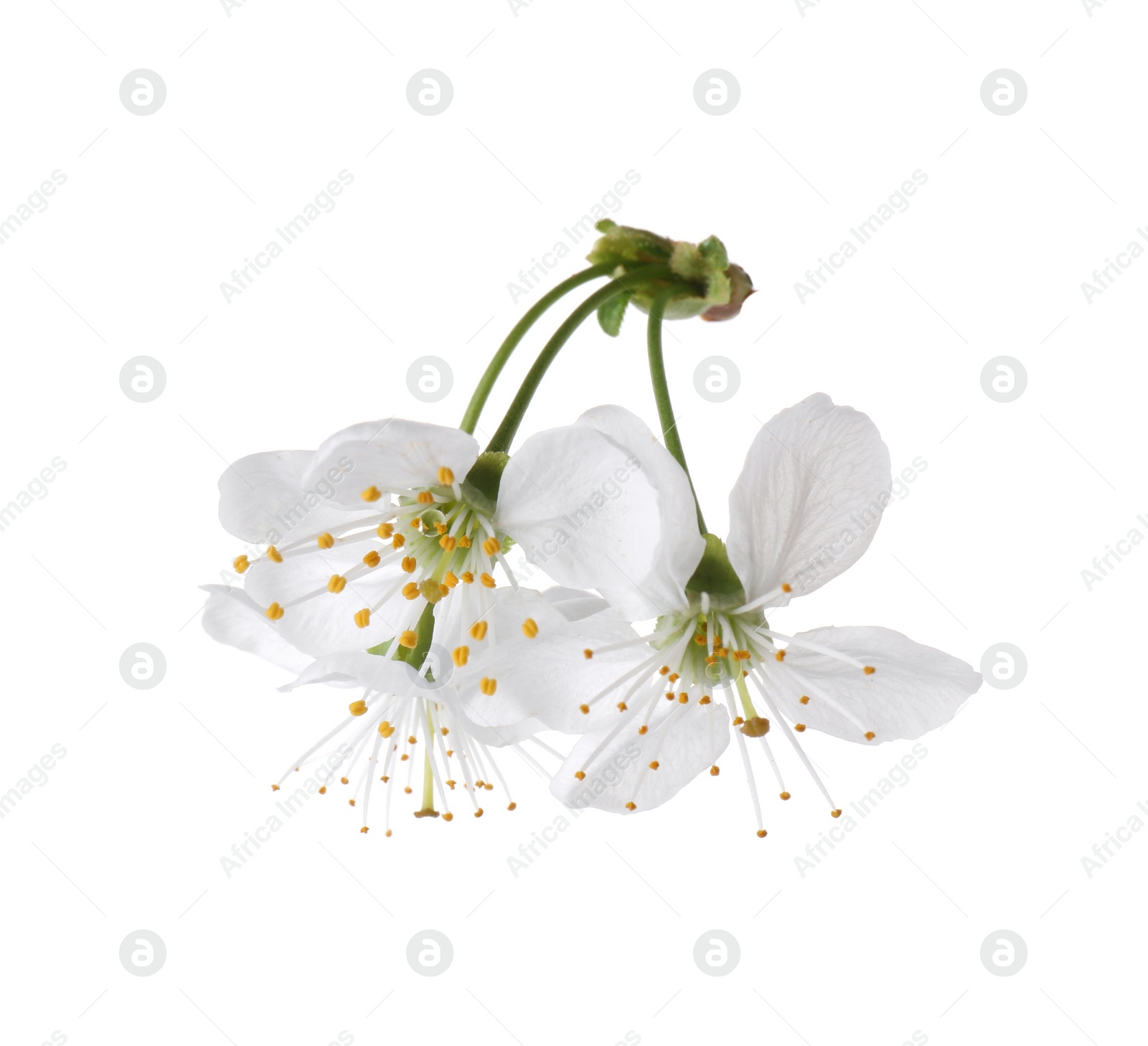 Photo of Beautiful spring tree blossoms isolated on white