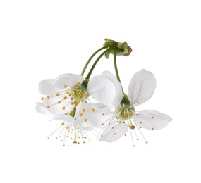 Beautiful spring tree blossoms isolated on white