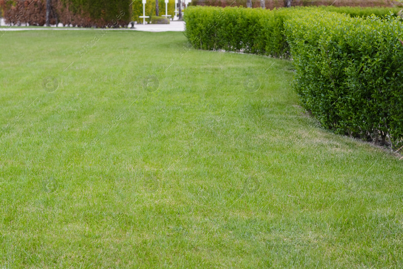 Photo of Green lawn with fresh grass and bushes outdoors on spring day