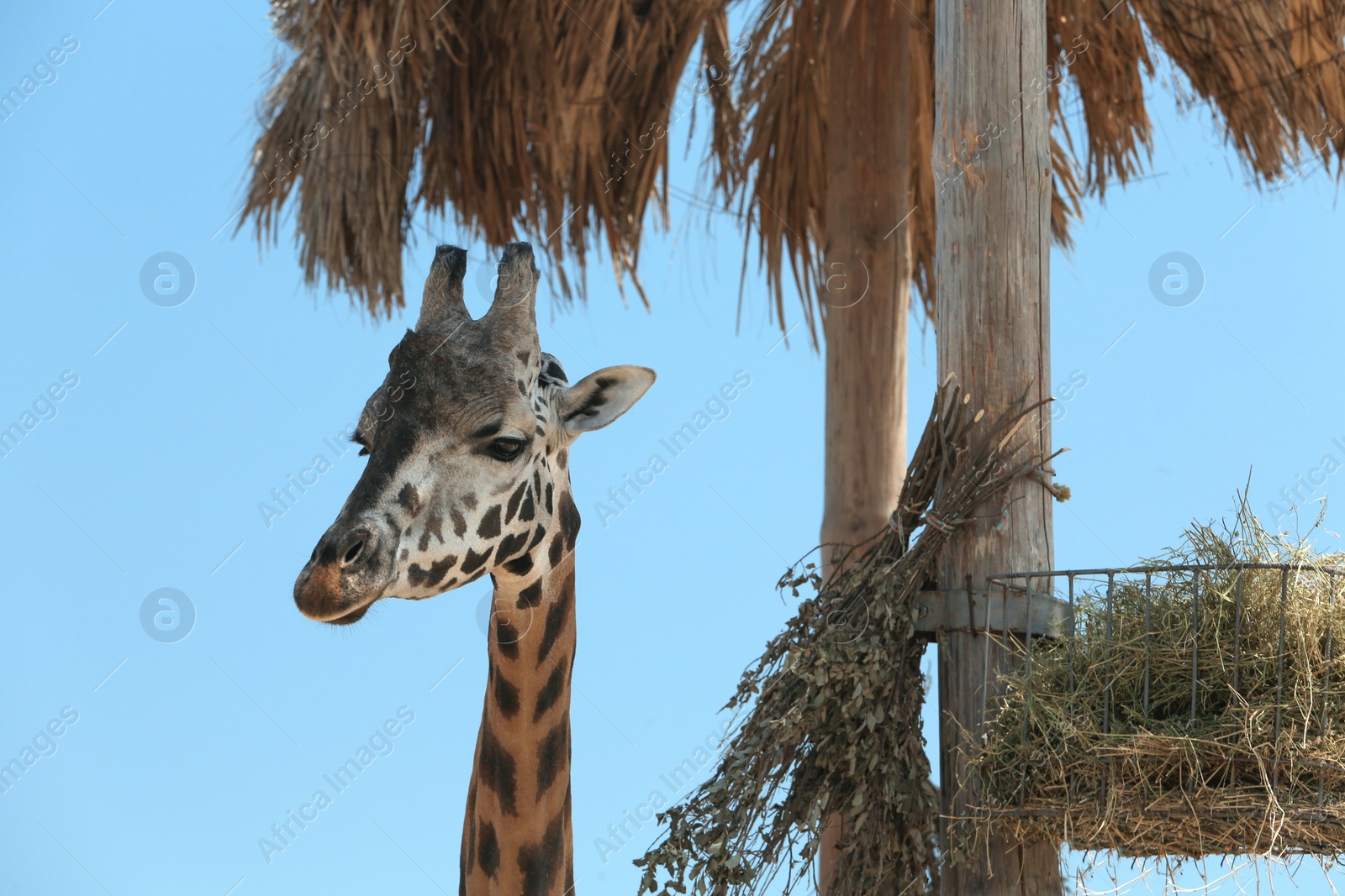 Photo of Rothschild giraffe at enclosure in zoo on sunny day