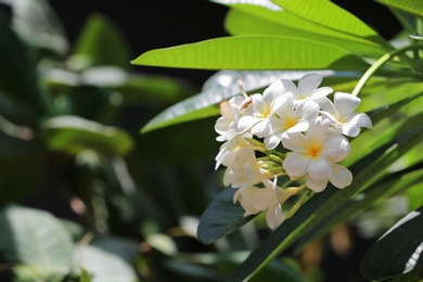 Beautiful white flowers at tropical resort on sunny day