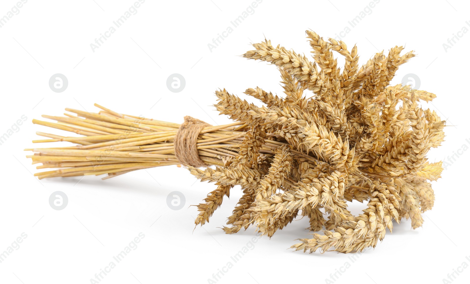 Photo of Bunch of dried wheat isolated on white