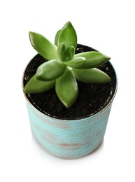 Photo of Beautiful succulent plant in painted tin can isolated on white. Home decor