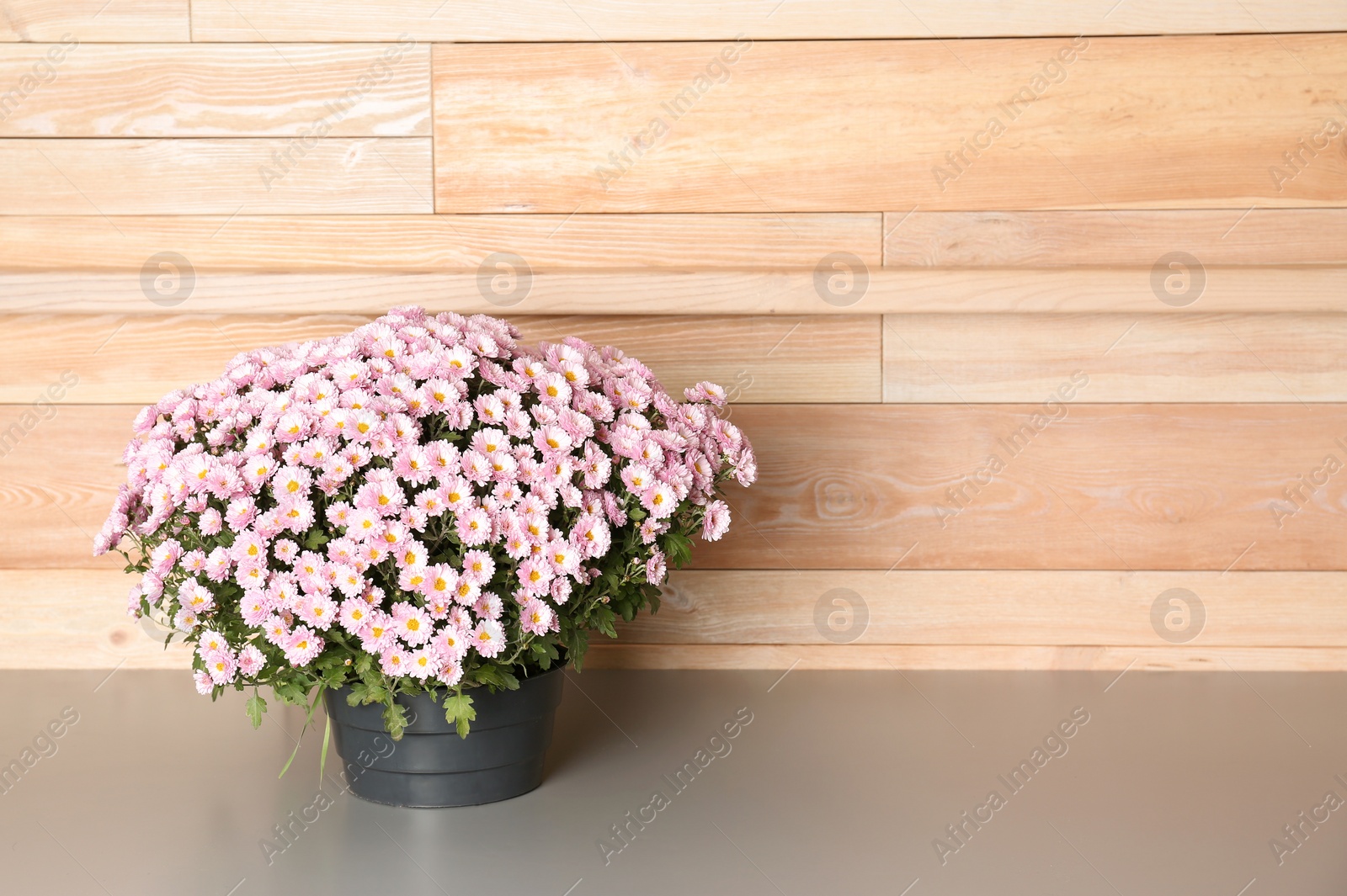 Photo of Beautiful potted chrysanthemum flowers on table near wooden wall. Space for text