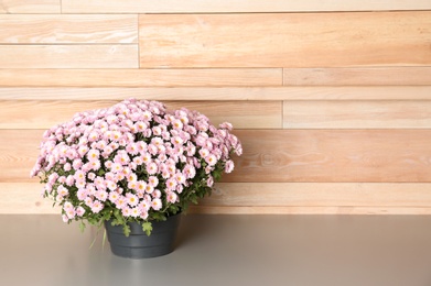 Beautiful potted chrysanthemum flowers on table near wooden wall. Space for text