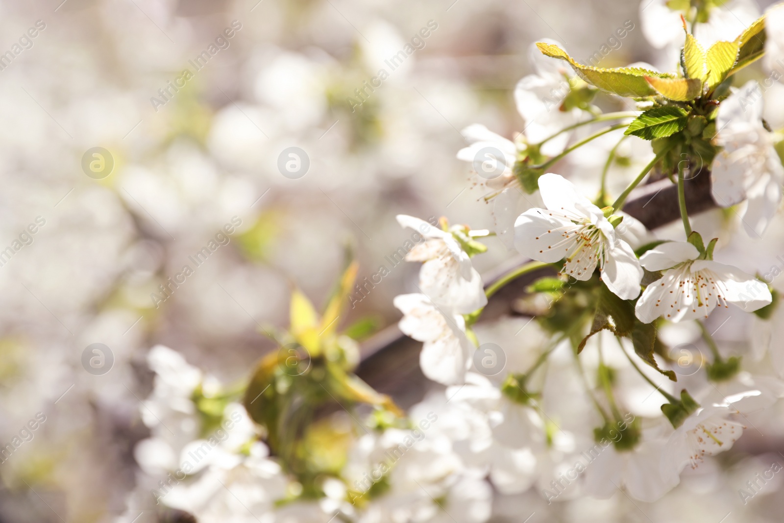 Photo of Closeup view of beautiful blossoming tree on sunny spring day outdoors