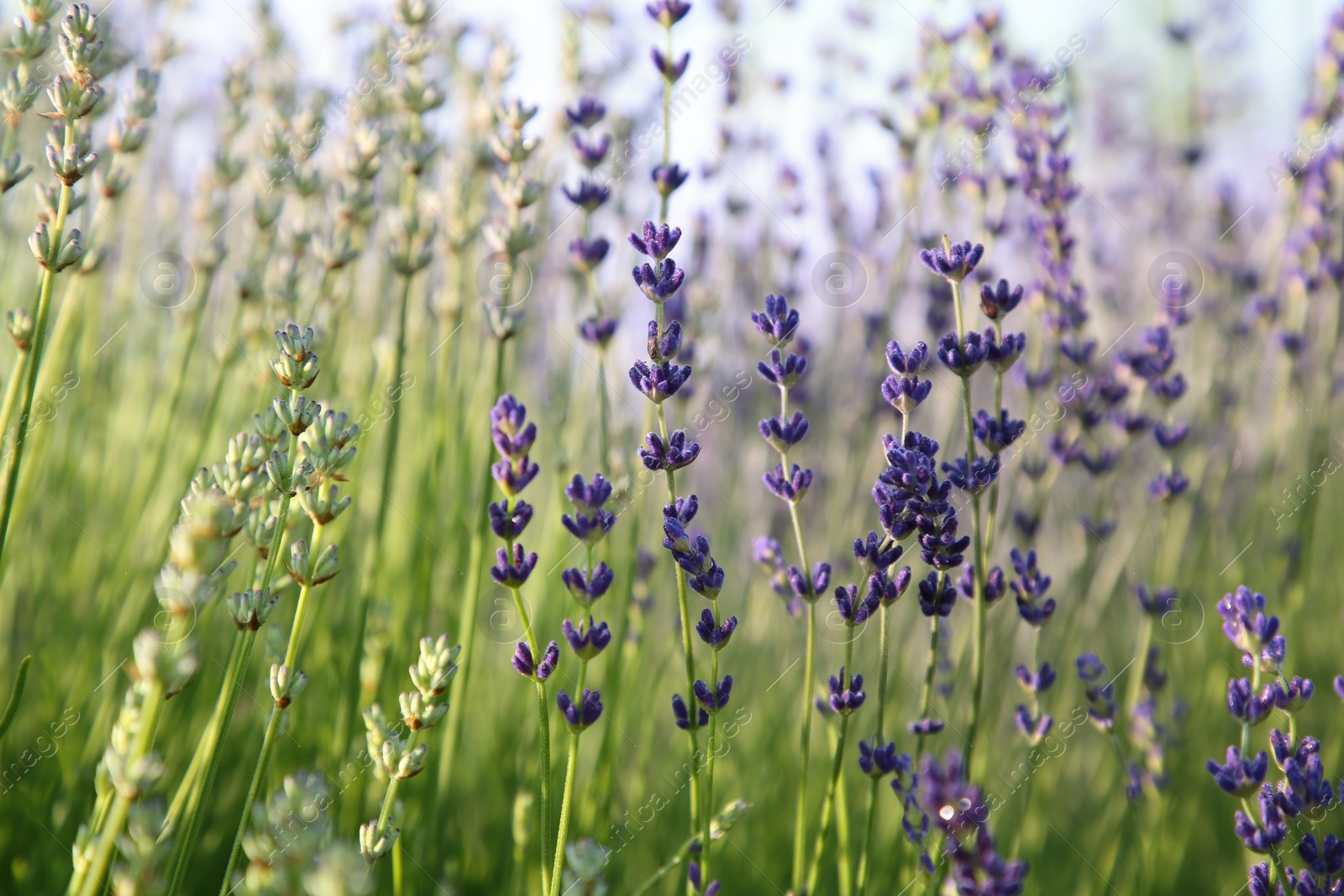 Photo of Beautiful blooming lavender growing in field, closeup