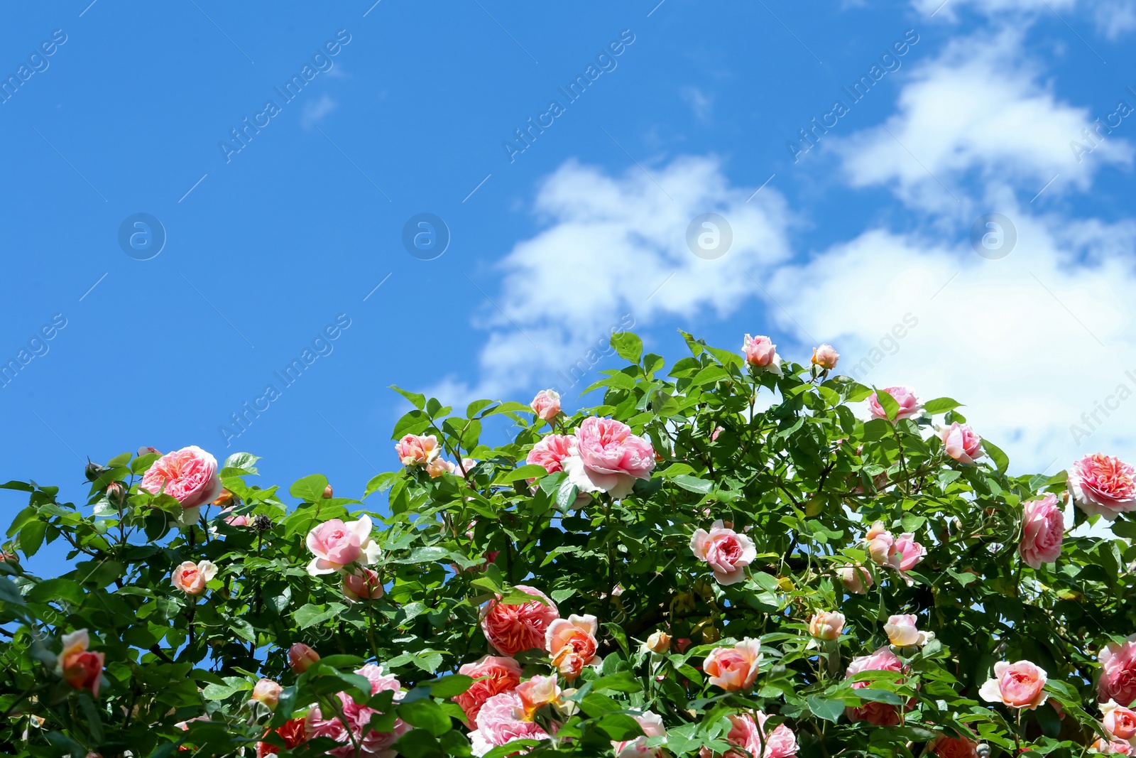 Photo of Blooming roses with beautiful flowers growing against blue sky, low angle view. Space for text
