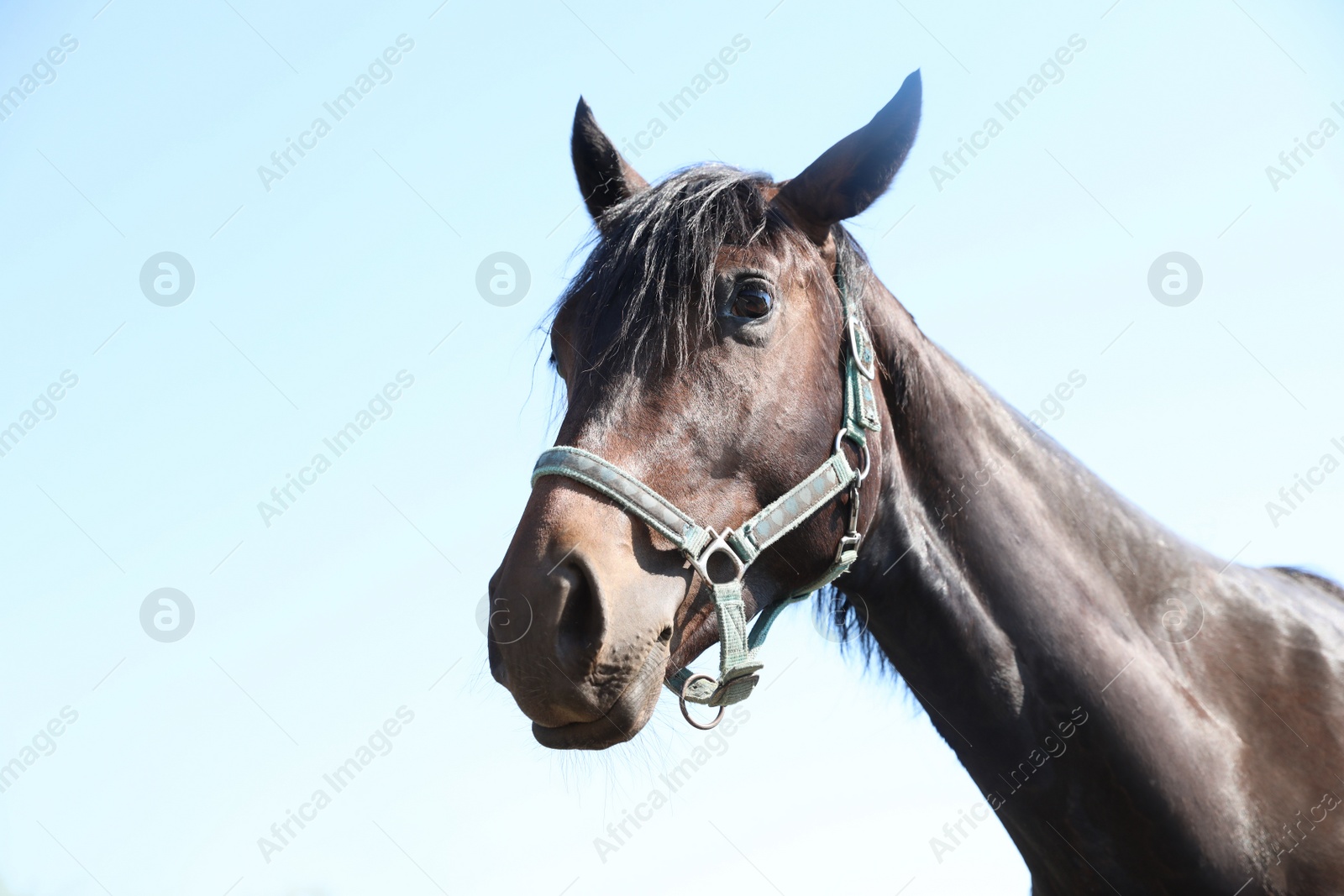 Photo of Dark bay horse outdoors on sunny day. Beautiful pet