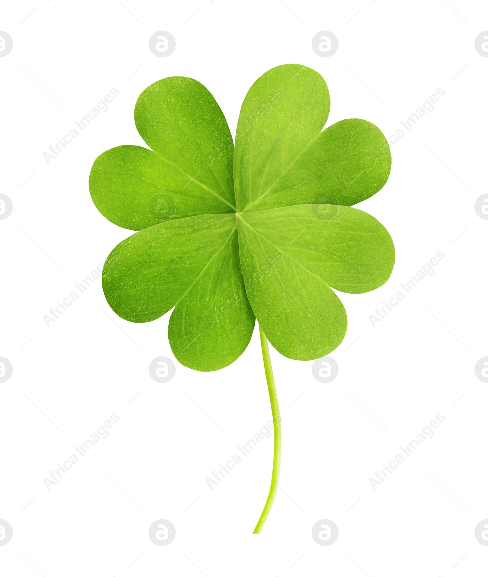 Image of Fresh green four-leaf clover on white background