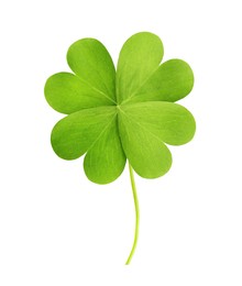 Fresh green four-leaf clover on white background