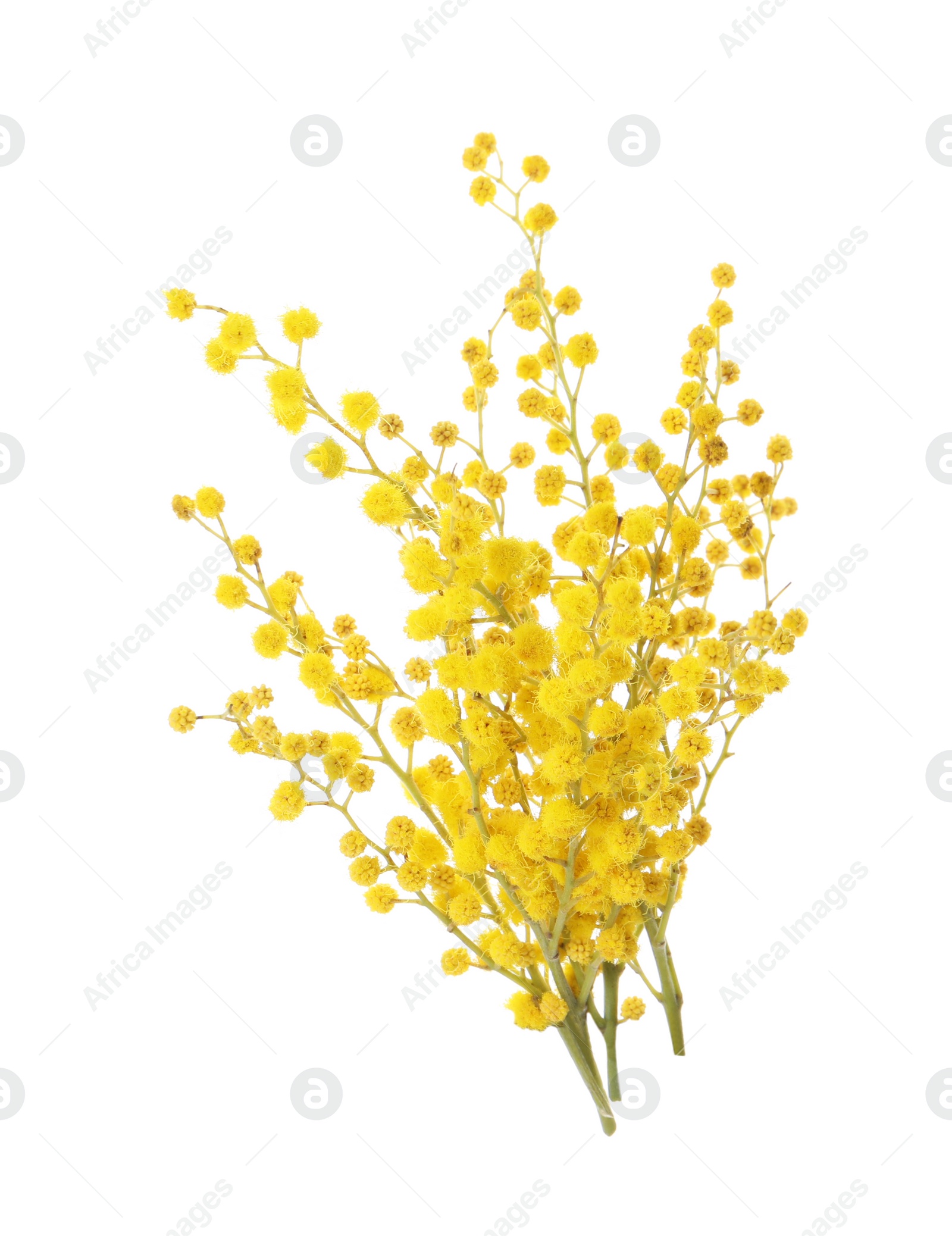 Photo of Beautiful yellow mimosa flowers on white background