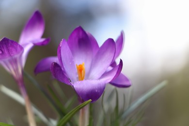 Photo of Fresh purple crocus flowers growing on blurred background